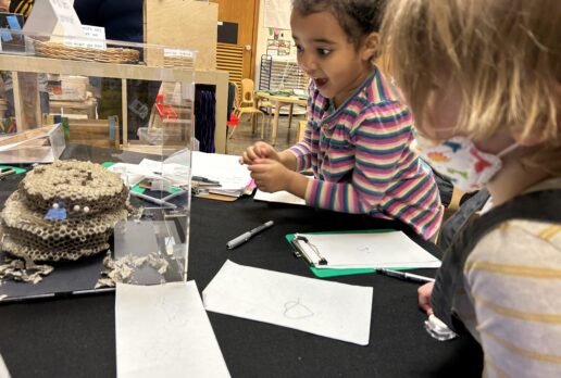 What can we learn about ourselves and the community from the bees?